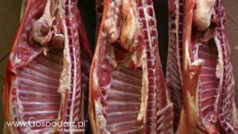 WTO popiera UE w sporze z Rosją o zakaz importu wieprzowiny