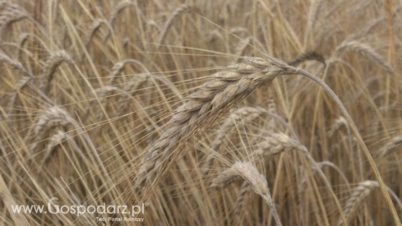 Ukraina może wyeksportować nawet 40 mln ton zbóż