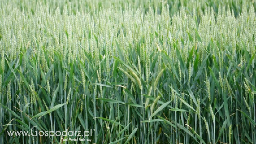 Najnowsze szacunki KE dla unijnego rynku zbóż