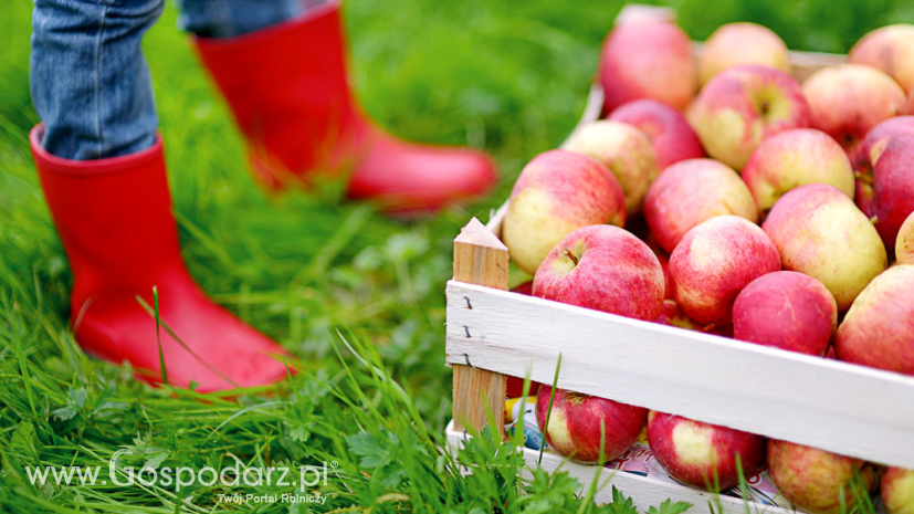 Zbiory jabłek w UE spadną do 12 mln ton. Co trzecie jabłko będzie pochodzić z Polski