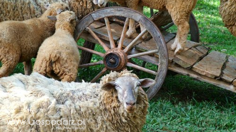 Zniżkowy trend cen owiec i jagniąt nadal trwa