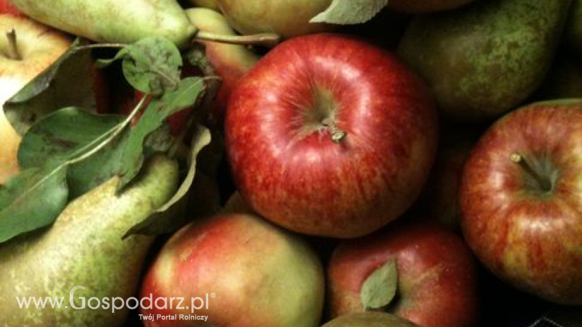Zapasy jabłek i gruszek w UE. 59 tys. jabłek w polskich magazynach