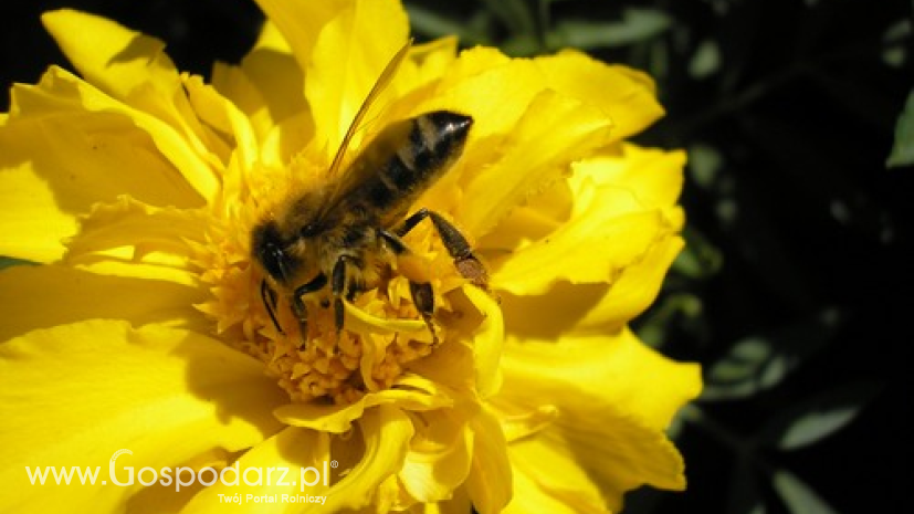 Światowy Dzień Pszczół będzie obchodzony 20 maja