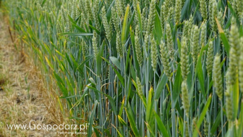 Globalne zbiory pszenicy były rekordowe i wyniosły 735 mln ton