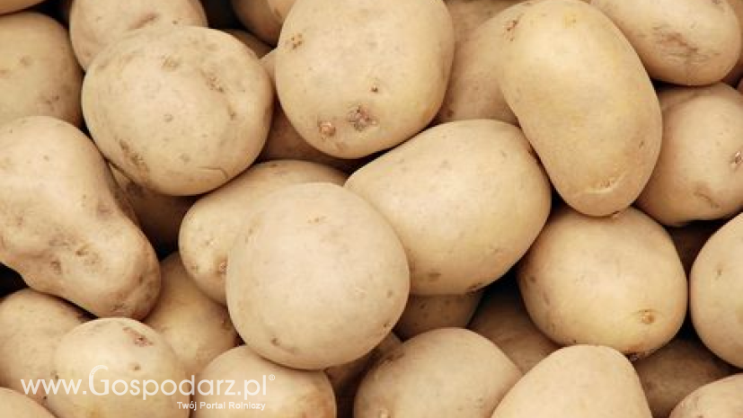 Zbiory ziemniaków w Polsce szacuje się na 7 mln ton. Ceny są niższe niż przed rokiem