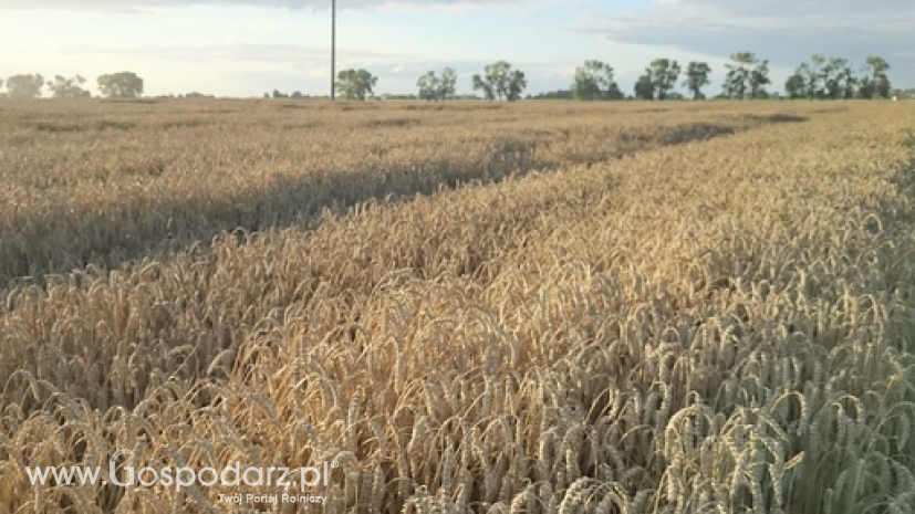 Plonowanie pszenicy w UE szacowane na 5,85 t/ha