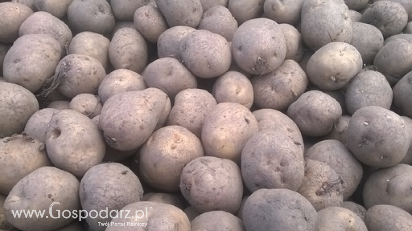 Ceny ziemniaków w Polsce (10.04.2022)