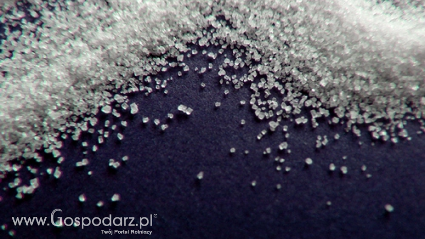 Produkcja cukru w Polsce może przekroczyć 2 mln ton