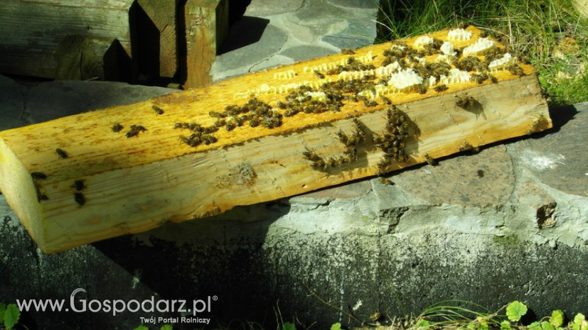 Pszczoły zapylają 70% gatunków roślin