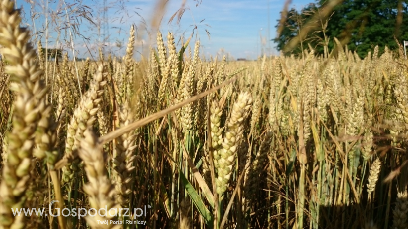 Euronext otworzy nowy punkt dostaw pszenicy