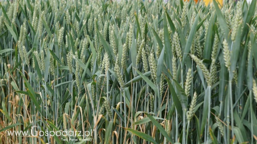 Krajowe zbiory zbóż