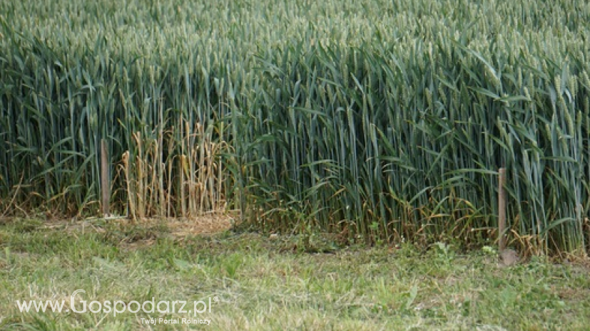 Niektóre kraje próbują chronić krajowe zapasy pszenicy