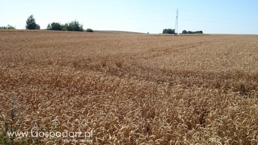 FAO podnosi prognozę zbiorów pszenicy w tym sezonie