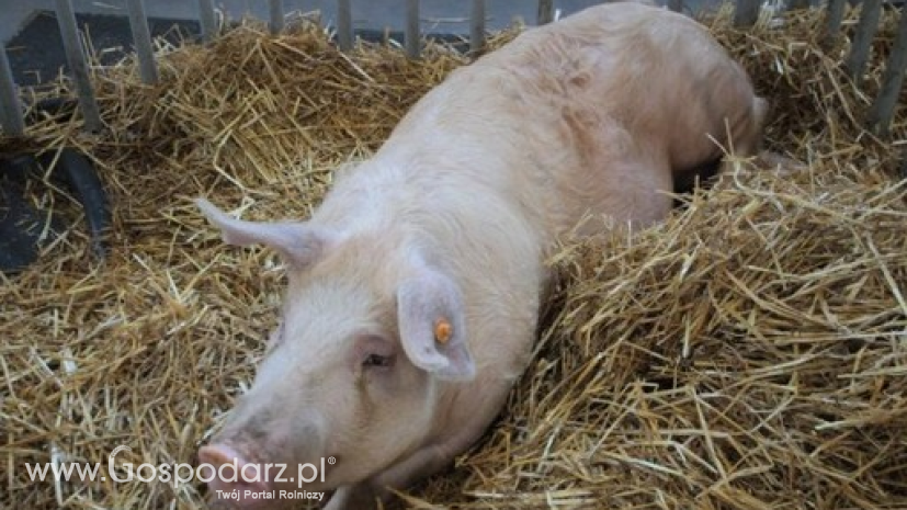 Piętnasty i szesnasty przypadek ASF u świń w Polsce