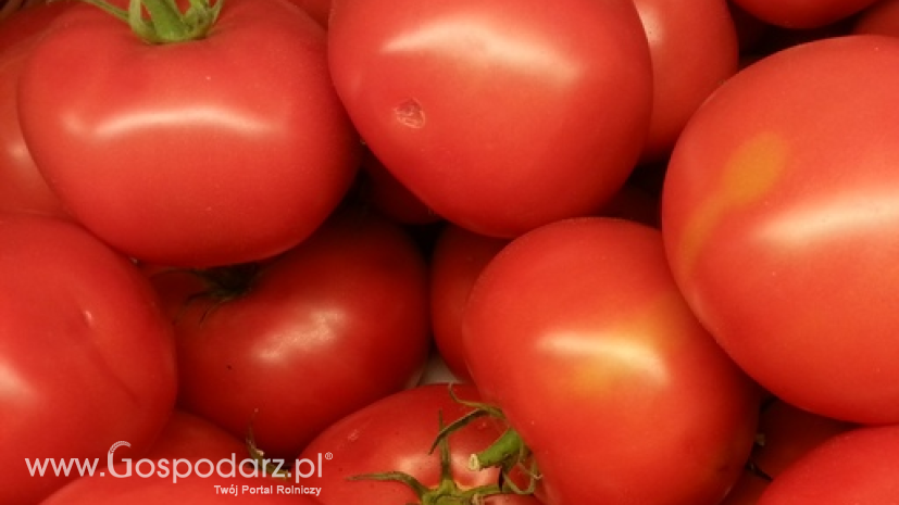 Import pomidorów przede wszystkim z UE. Czołowym dostawcą koncentratu pomidorowego są Chiny