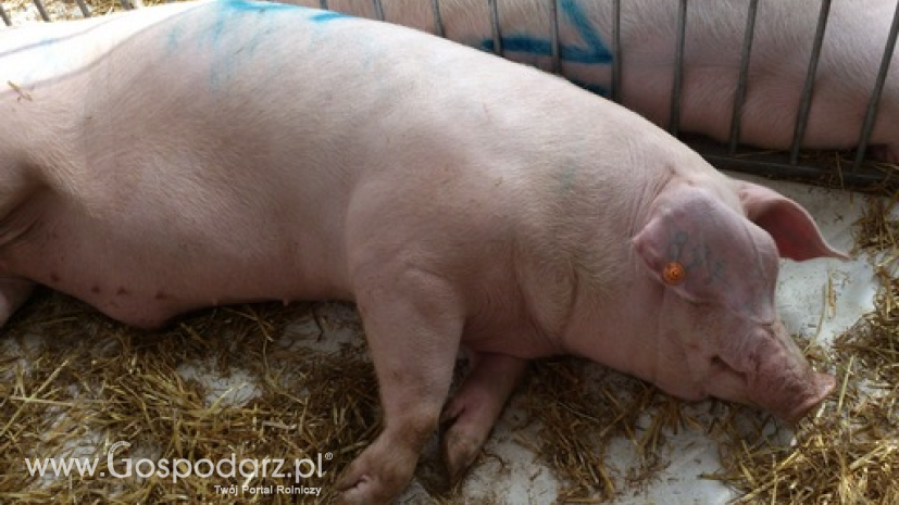 Dziewiętnasty przypadek ASF u świń w Polsce