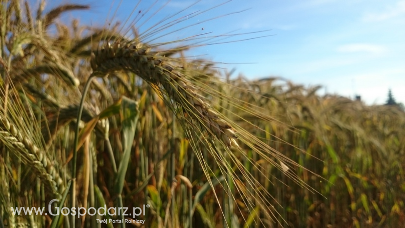 Żniwa 2016. Na ceny zbóż w Polsce wpływa sytuacja na rynku międzynarodowym