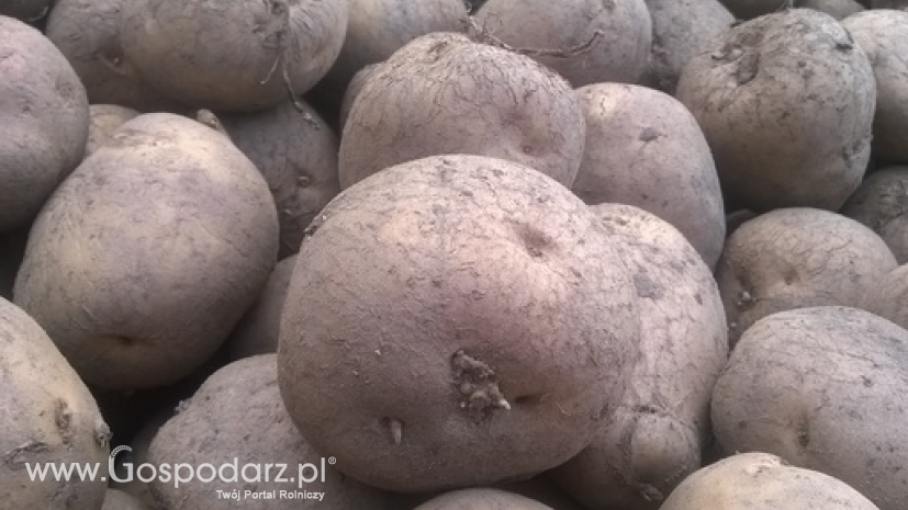 Ceny ziemniaków w Polsce (11.08.2016)