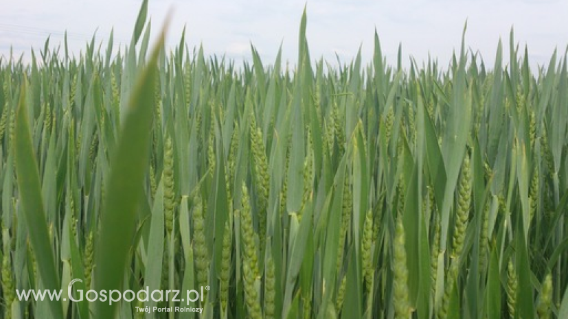 Rosną prognozy zbiorów pszenicy w Argentynie