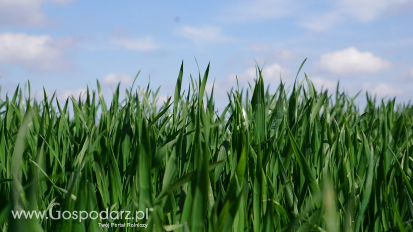 KE oczekuje wzrostu produkcji i eksportu zbóż w nowym sezonie
