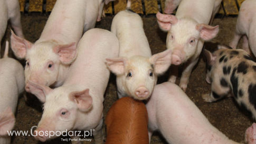 Produkcja wieprzowiny w UE spadnie do 23,4 mln ton. Pomimo to rekordowy ma być unijny eksport