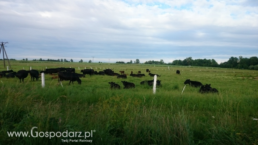 Na rynku UE polska wołowina jest dalej konkurencyjna cenowo
