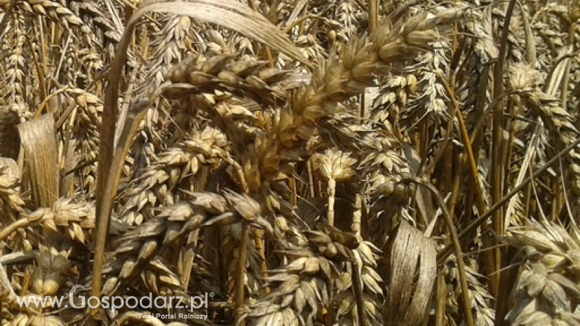Zbiory pszenicy na Ukrainie sięgną 25 mln ton