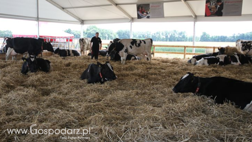 Rynek mleka w Polsce w 2015 r. Pomimo wielu niesprzyjających czynników, produkcja mleka wzrosła do 12,9 mld litrów