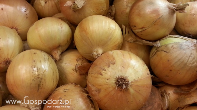 Ceny cebuli w Polsce (09.01.2022)