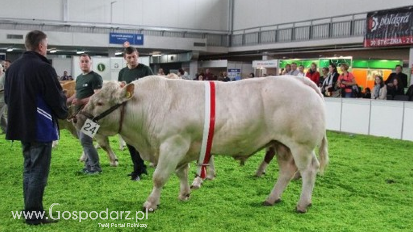 Polska wołowina trafi do Maroko