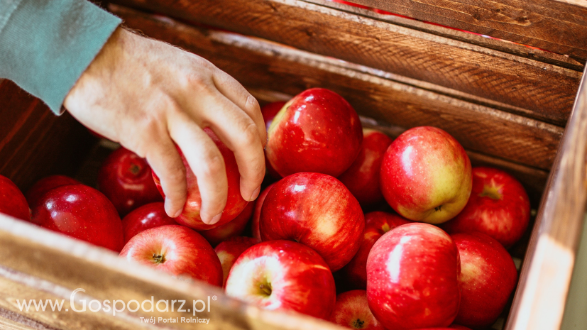 Pomoc dla producentów jabłek