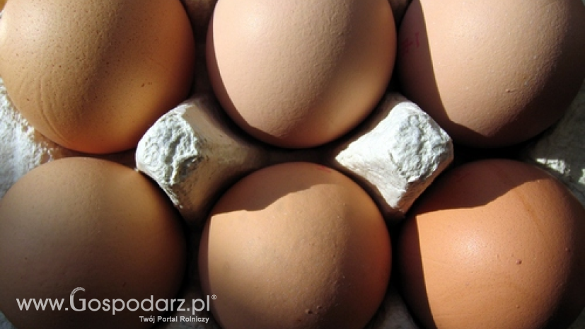 Zwyżka cen jaj w Polsce. Tylko klasa S potaniała