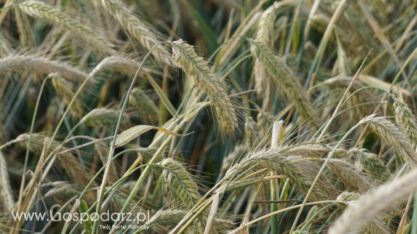 Notowania zbóż i oleistych. Amerykańska pszenica i unijne zboża straciły na wartości (3.10.2016)