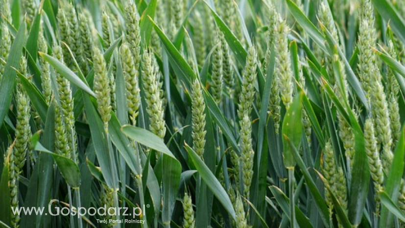 Rynek zbóż w kraju (10.04.2022)