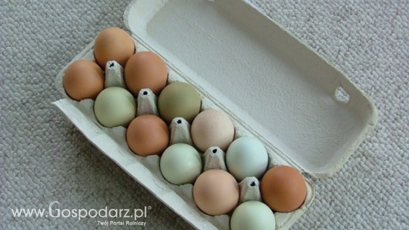 W sierpniu polskie jaja były o ponad 20% droższe niż średnio w UE