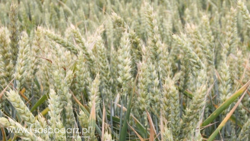 Australia: Produkcja pszenicy będzie najwyższa od 5 lat