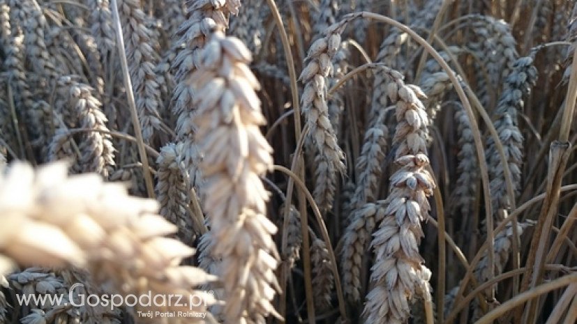 Egipt znów anulował przetarg na zakup pszenicy
