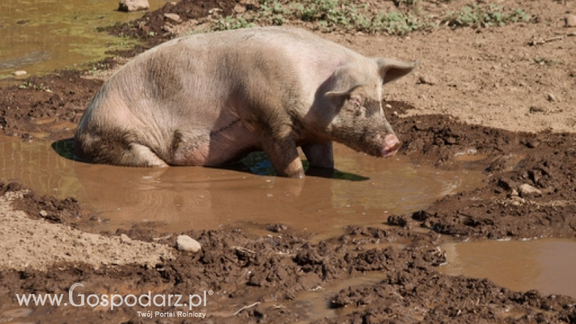 Pogłowie świń spadło aż o 12% do 10,24 mln ton