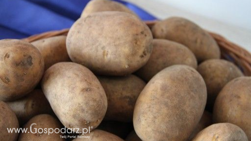 Ceny ziemniaków w Polsce spadają (18.08.2016)