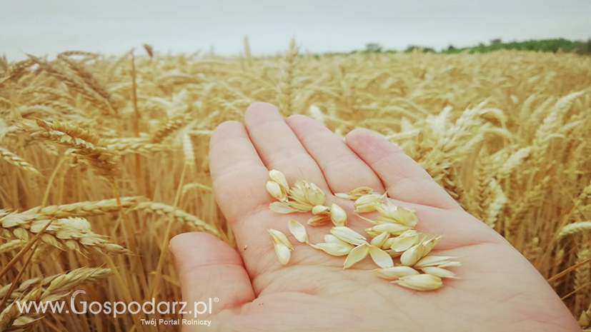 Rynek zbóż w kraju (23.01.2022)