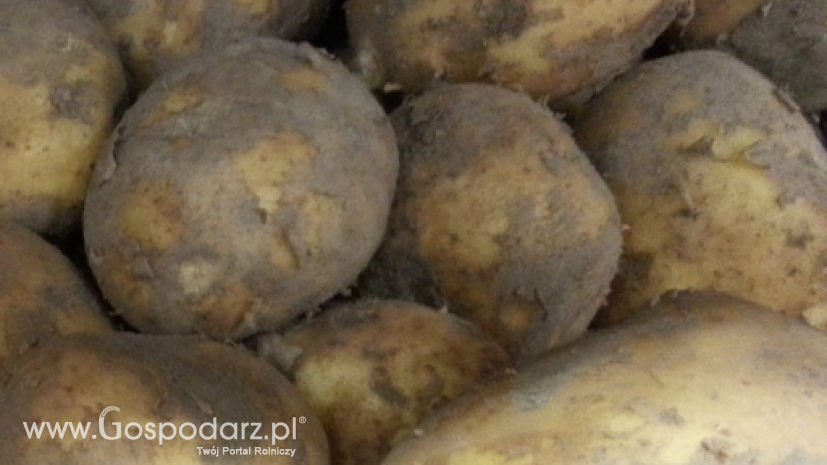 Ceny ziemniaków w Polsce (14.07.2016)