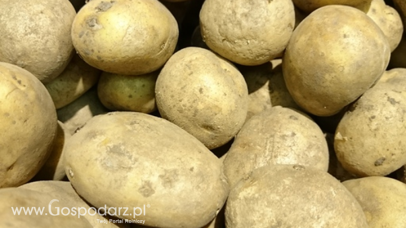 Ceny ziemniaków w Polsce (28.11.2021)