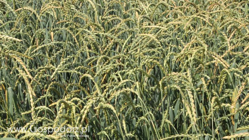 Zbiory zbóż na Ukrainie zbliżyły się do 84 mln ton