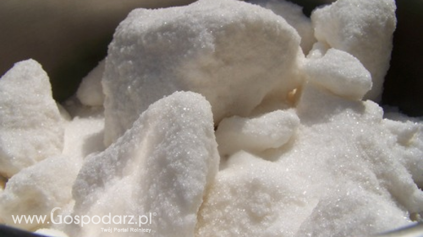 Eksport cukru i wyrobów cukierniczych
