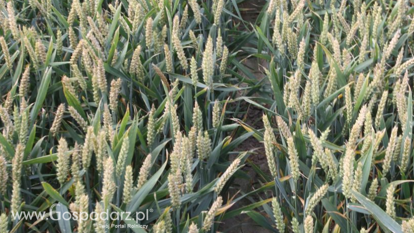 Notowania zbóż i oleistych. Obawy o zbiory pszenicy we Francji pchnęły w górę notowania (22.07.2016)
