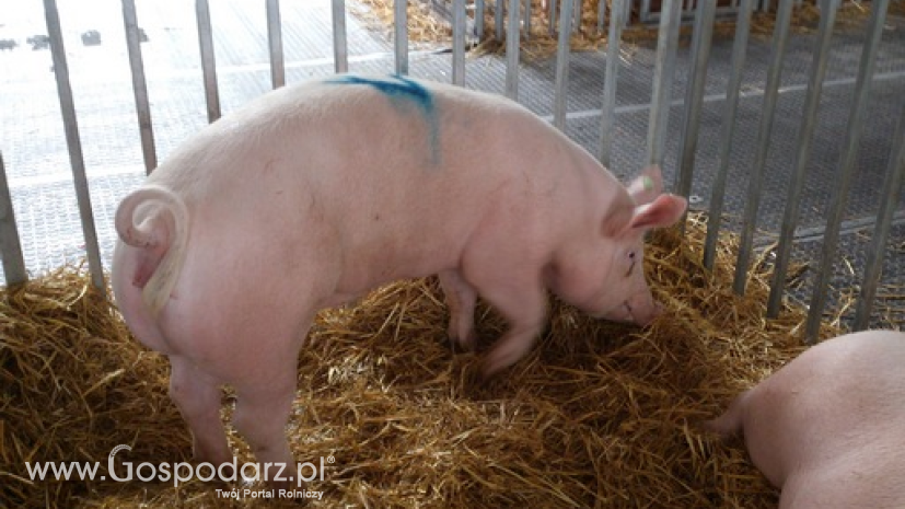 Ceny skupu świń rzeźnych (21.11.2021)