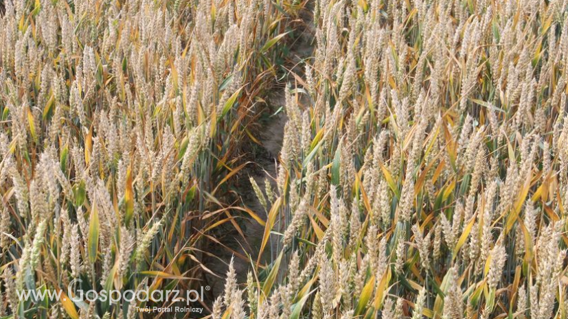 GASC kupuje rosyjską i ukraińską pszenicę