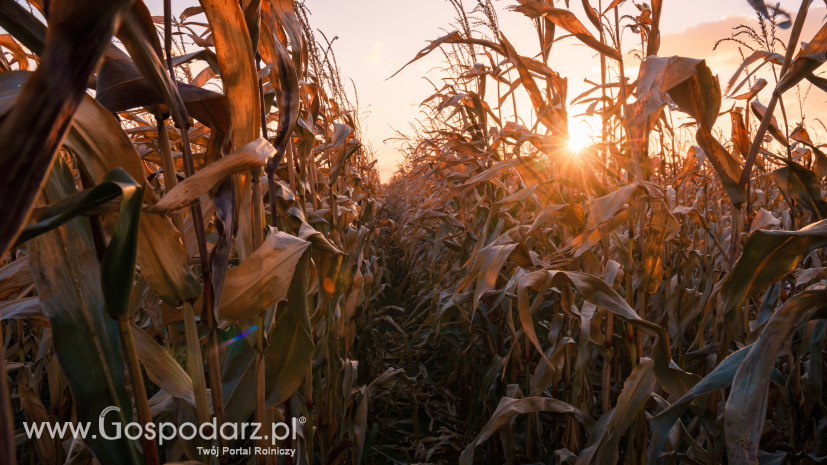 Polska trzecim producentem kukurydzy w UE