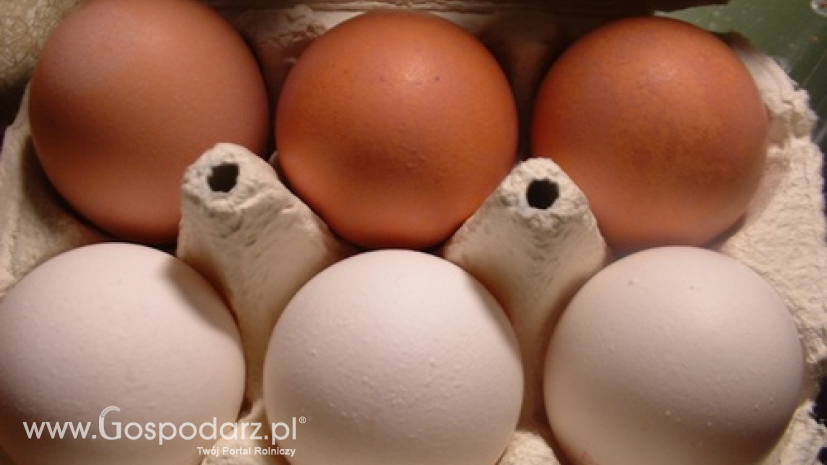 Ceny kurcząt całych i jaj konsumpcyjnych w UE (29.08.2016)