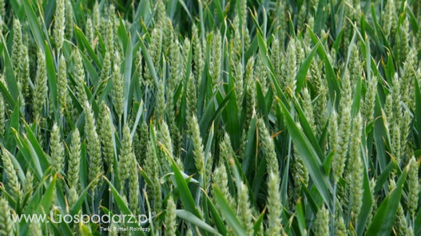 Zbiory pszenicy we Francji będą o 25% mniejsze w porównaniu z zeszłorocznymi